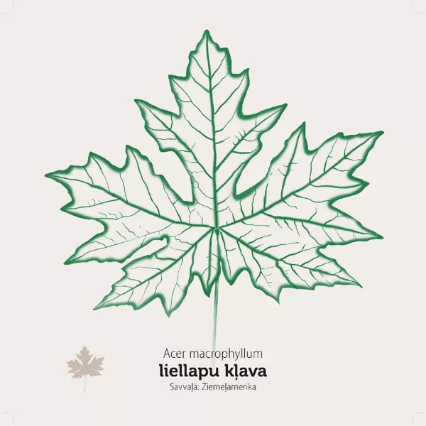 / Kļavu lapas / stends sastāv no klucīšiem, kas ir grozāmi