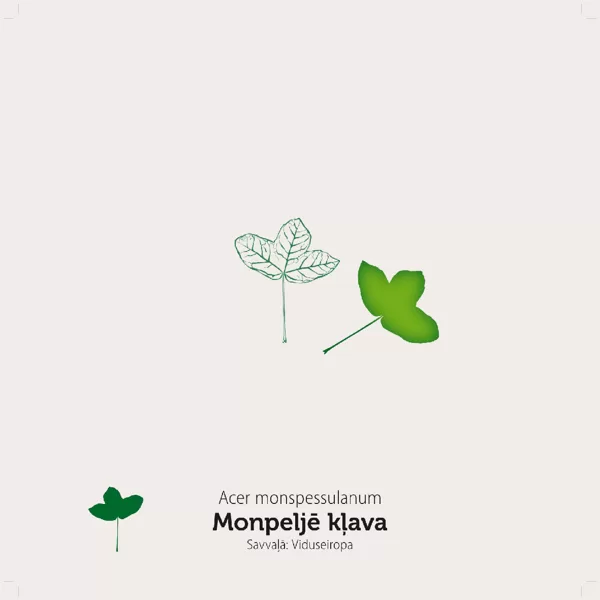 / Kļavu lapas / stends sastāv no klucīšiem, kas ir grozāmi