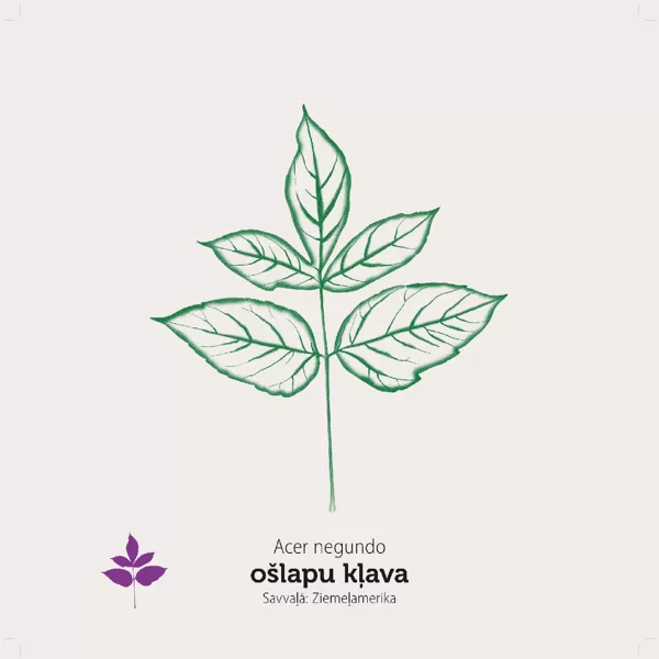 / Kļavu lapas / stends sastāv no klucīšiem, kas ir grozāmi