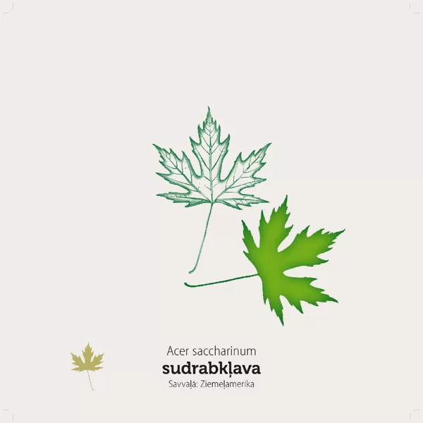 / Kļavu lapas / stends sastāv no klucīšiem, kas ir grozāmi